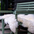 Weltevree Sheepscoat White lifestyle on bench